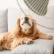 Air Conditioning Tips for Pet Owners